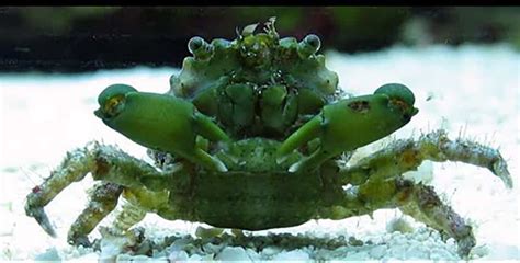 emerald crabs for sale .
